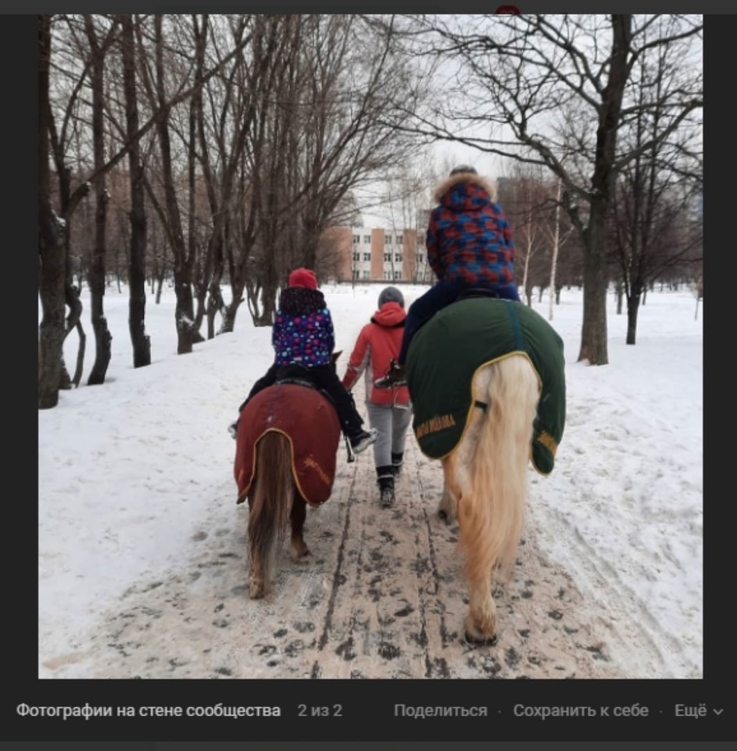Фото дня: конные прогулки в Отрадном